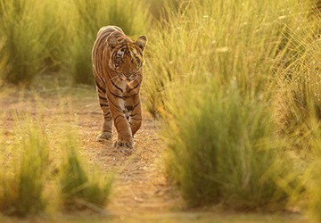 Ranthambhore-itienery