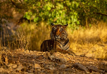 Ranthambore National Park