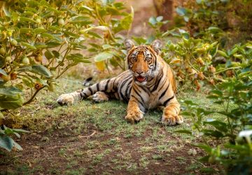 Tigers of Central India