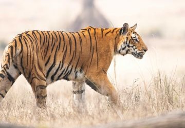 Where Tiger Rule