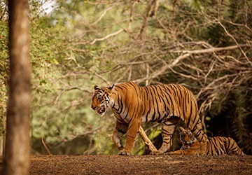 Ranthambore-1