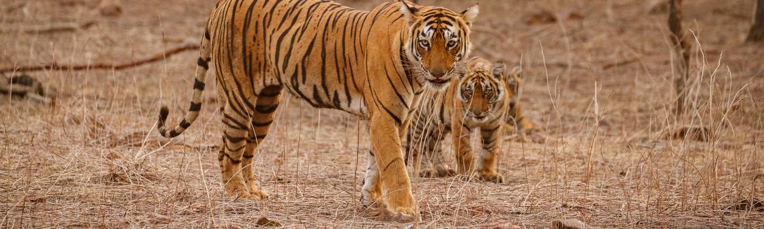 wildlife