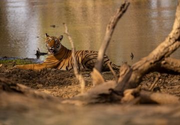 Rajasthan Wildlife Safari Tour 12 Days