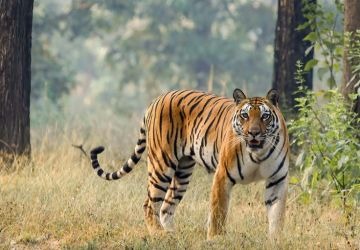 15 Days – North India Wildlife & Cultural Tour